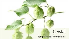  Presentation with leaves - Audience pleasing PPT theme consisting of hops plant - hop with leaves backdrop and a soft green colored foreground