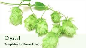  Presentation with hops - Slide set featuring hops plant twined vine young background and a  colored foreground