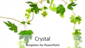  Presentation with hops - Slide set with hops plant twined vine young background and a  colored foreground