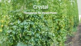  Presentation with hops - Cool new presentation with hops plants climbing of special backdrop and a seafoam green colored foreground