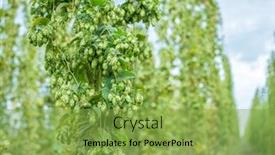  Presentation with hops - Slide deck featuring hops-yard-hops-plants-climbing background and a seafoam green colored foreground