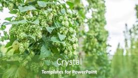  Presentation with hops - Slide set consisting of hops-yard-hops-plants-climbing background and a tawny brown colored foreground