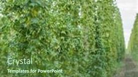  Presentation with hops - Beautiful slide deck featuring hops-yard-hops-plants-climbing backdrop and a tawny brown colored foreground