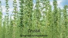  Presentation with hops - Presentation theme consisting of hops yard hops plants climbing background and a seafoam green colored foreground