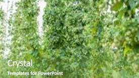  Presentation with hops - Audience pleasing PPT layouts consisting of hops yard hops plants climbing backdrop and a seafoam green colored foreground