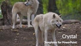  Presentation with horde - PPT theme with horde of arctic wolves background and a dark gray colored foreground
