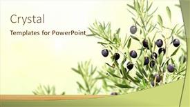  Presentation with olive tree branch ripe - Amazing slides having horizontal-agriculture-banner-with-ripe backdrop and a cream colored foreground