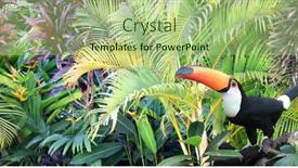  Presentation with green color - Slide set consisting of horizontal-banner-with-beautiful-colorful background and a mint green colored foreground