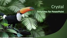 Presentation with tropical rainforest - Presentation theme with horizontal-banner-with-beautiful-colorful background and a  colored foreground