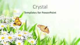  Presentation with monarch butterfly - Cool new PPT theme with horizontal-banner-with-blooming-chamomile backdrop and a cream colored foreground