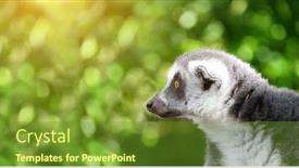  Presentation with lemur - Slide set enhanced with horizontal-banner-with-cute-lemur background and a tawny brown colored foreground
