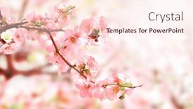  Presentation with japanese flowers - PPT theme featuring horizontal-banner-with-japanese-quince background and a lemonade colored foreground