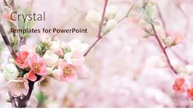  Presentation with japanese flowers - Theme having horizontal-banner-with-japanese-quince background and a lemonade colored foreground
