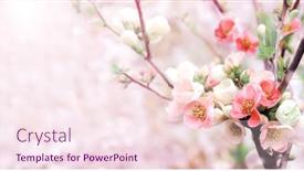  Presentation with japanese flowers - Presentation design consisting of horizontal-banner-with-japanese-quince background and a pink colored foreground
