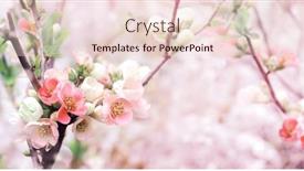  Presentation with japanese flowers - Audience pleasing theme consisting of horizontal-banner-with-japanese-quince backdrop and a lemonade colored foreground