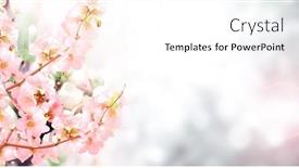  Presentation with japanese flowers - Presentation theme with horizontal-banner-with-japanese-quince background and a white colored foreground