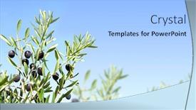  Presentation with olive tree branch ripe - Amazing PPT theme having horizontal-banner-with-ripe-black backdrop and a light blue colored foreground