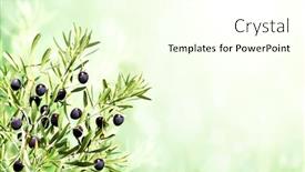  Presentation with olive tree branch ripe - Colorful presentation enhanced with horizontal-banner-with-ripe-black backdrop and a cream colored foreground