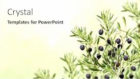  Presentation with olive tree branch ripe - Presentation design consisting of horizontal-banner-with-ripe-black background and a cream colored foreground