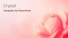  Presentation with wedding card - PPT layouts having horizontal-banner-with-rose background and a lemonade colored foreground