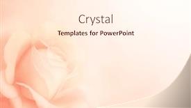  Presentation with wedding card - Presentation featuring horizontal-banner-with-rose background and a cream colored foreground