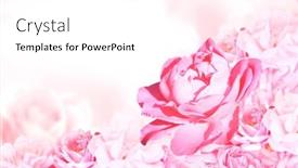  Presentation with color pink - Slide set consisting of horizontal-banner-with-roses background and a white colored foreground
