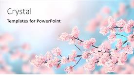  Presentation with beautiful spring flowers - PPT layouts consisting of horizontal-banner-with-sakura-flowers background and a white colored foreground
