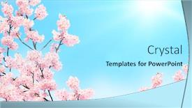  Presentation with color pink - Theme having horizontal-banner-with-sakura-flowers background and a arctic colored foreground