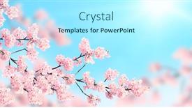  Presentation with pink flowers - Slide set enhanced with horizontal-banner-with-sakura-flowers background and a arctic colored foreground