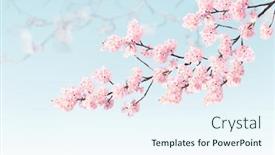  Presentation with pink flowers - PPT theme featuring horizontal-banner-with-sakura-flowers background and a sky blue colored foreground
