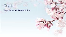  Presentation with sakura - Slides with horizontal-banner-with-sakura-flowers background and a sky blue colored foreground