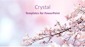  Presentation with beautiful spring flowers - Presentation design consisting of horizontal-banner-with-sakura-flowers background and a pink colored foreground