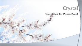 Presentation with beautiful spring flowers - Colorful presentation design enhanced with horizontal-banner-with-sakura-flowers backdrop and a white colored foreground