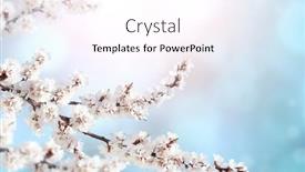  Presentation with beautiful spring flowers - Theme having horizontal-banner-with-sakura-flowers background and a pink colored foreground
