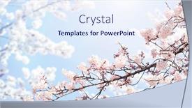  Presentation with beautiful spring flowers - Presentation design with horizontal-banner-with-sakura-flowers background and a sky blue colored foreground