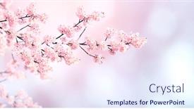  Presentation with beautiful spring flowers - Cool new PPT layouts with horizontal-banner-with-sakura-flowers backdrop and a sky blue colored foreground