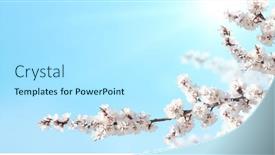  Presentation with beautiful spring flowers - Theme with horizontal-banner-with-sakura-flowers background and a arctic colored foreground