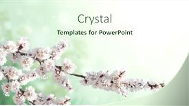  Presentation with sakura - PPT theme enhanced with horizontal-banner-with-sakura-flowers background and a cream colored foreground