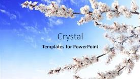  Presentation with white flowers - Presentation design consisting of horizontal-banner-with-sakura-flowers background and a  colored foreground