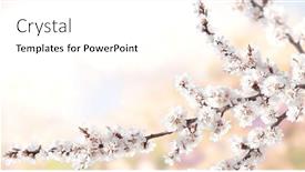 Presentation with beautiful spring flowers - PPT theme consisting of horizontal-banner-with-sakura-flowers background and a white colored foreground