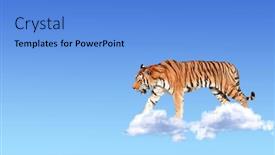  Presentation with banner blue - Audience pleasing presentation design consisting of horizontal-banner-with-tiger-above backdrop and a light blue colored foreground