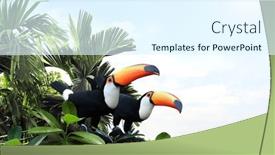 Presentation with tropical rainforest - Slide deck having horizontal-banner-with-two-beautiful background and a  colored foreground