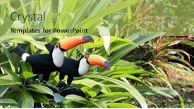  Presentation with tropical rainforest - Slide set featuring horizontal-banner-with-two-beautiful background and a yellow colored foreground