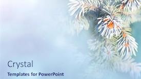  Presentation with banner blue - Audience pleasing PPT theme consisting of horizontal-christmas-background-with-branch backdrop and a sky blue colored foreground