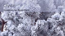  Presentation with christmas tree - Slides with horizontal-christmas-banner-with-branch background and a light blue colored foreground