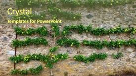  Presentation with fruit tree - Presentation design enhanced with horizontal espalier fruit tree trained background and a tawny brown colored foreground