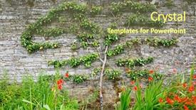  Presentation with fruit tree - Slides consisting of horizontal espalier fruit tree trained background and a  colored foreground