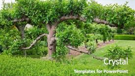  Presentation with fruit tree - Slides enhanced with horizontal free standing espaliered fruit background and a tawny brown colored foreground