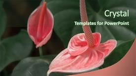  Presentation with green - Presentation theme with gentle pink lily flower closeup - horizontal image of two red background and a tawny brown colored foreground