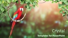 Presentation with parrot - Beautiful PPT theme featuring horizontal-nature-background-with-ara backdrop and a tawny brown colored foreground